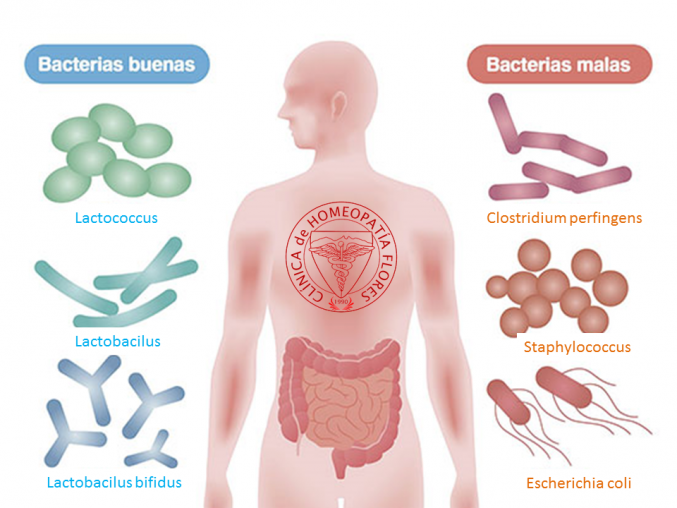 La flora intestinal y tus defensas.